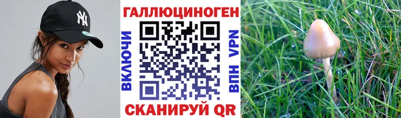 закладка  Нерехта  Псилоцибиновые грибы мицелий 